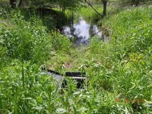 Water is impounded at the Drain outlet to create duck habitat